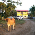 En la finca de mi hermano