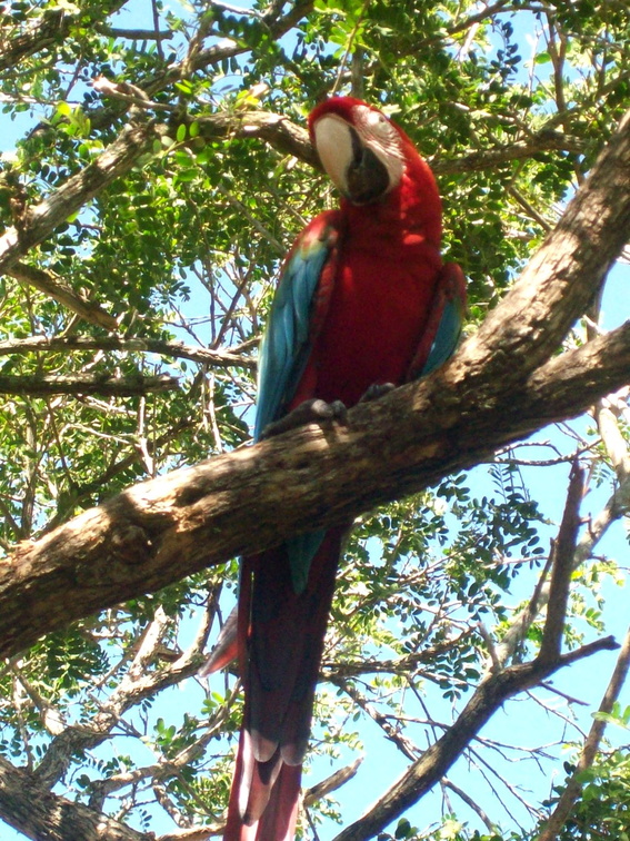 una Guacamaya en el patio de la posada