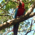 una Guacamaya en el patio de la posada